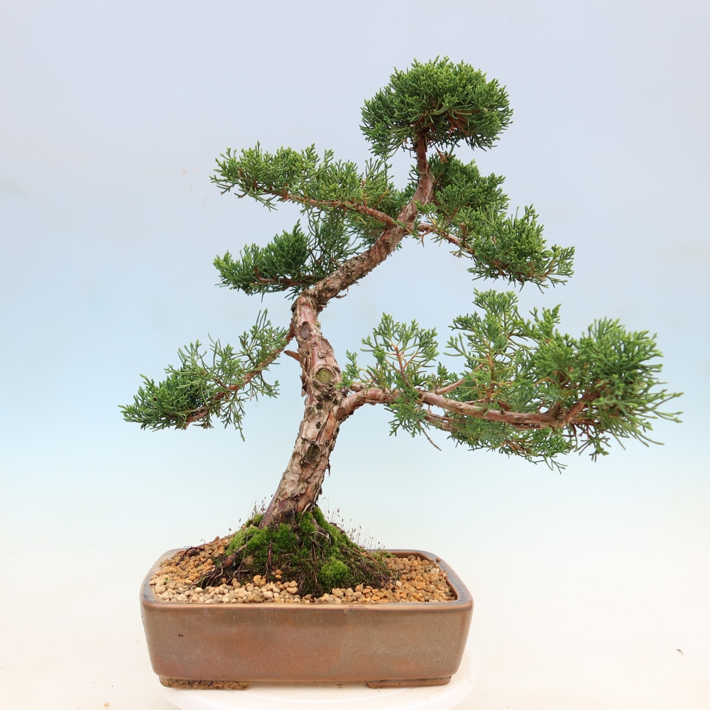 Venkovní bonsai - Juniperus chinensis Kishu -Jalovec čínský