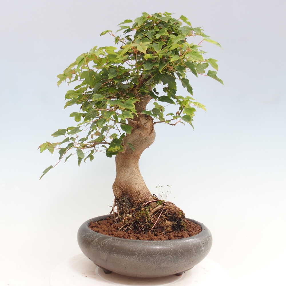 Venkovní bonsai - Acer Buergerianum - Javor Burgerův