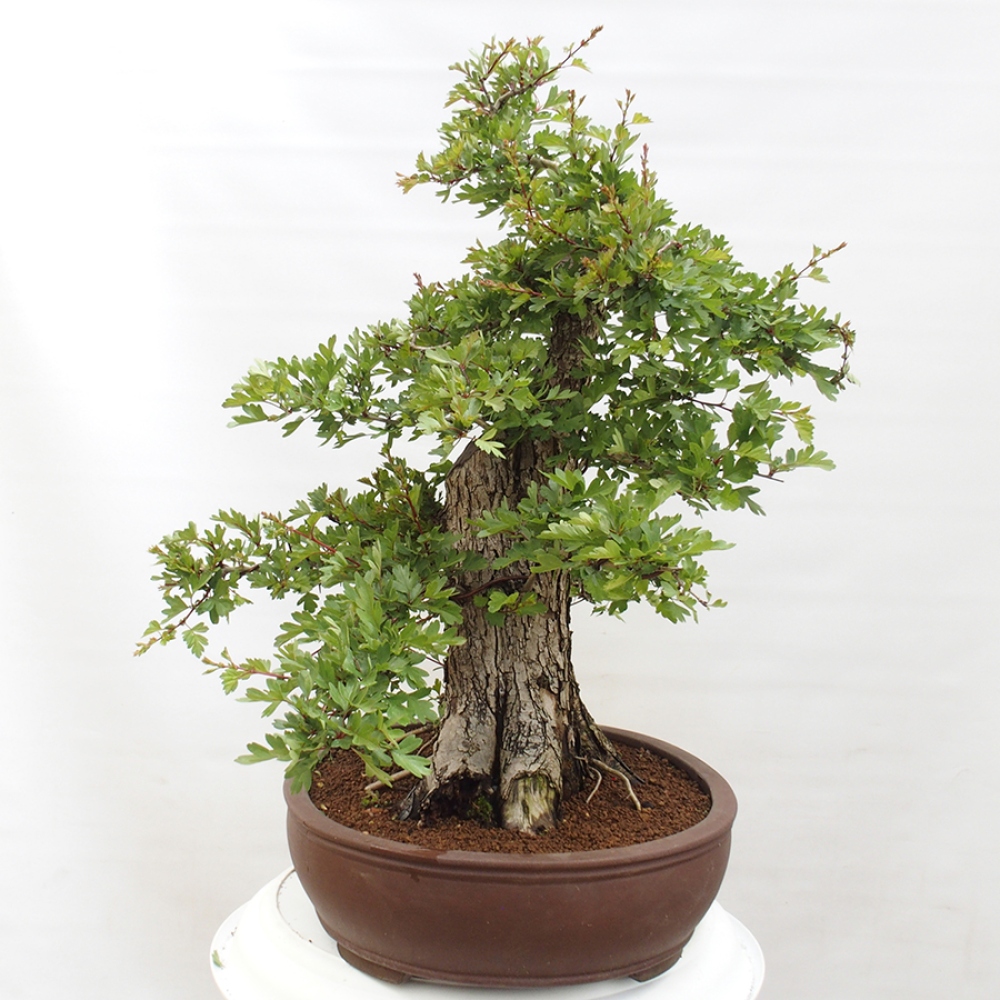 Venkovní bonsai - Hloh - Crataegus monogyna