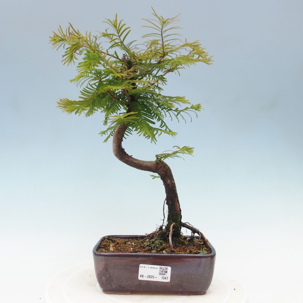 Venkovní bonsai - Metasequoia glyptostroboides - Metasekvoje čínská