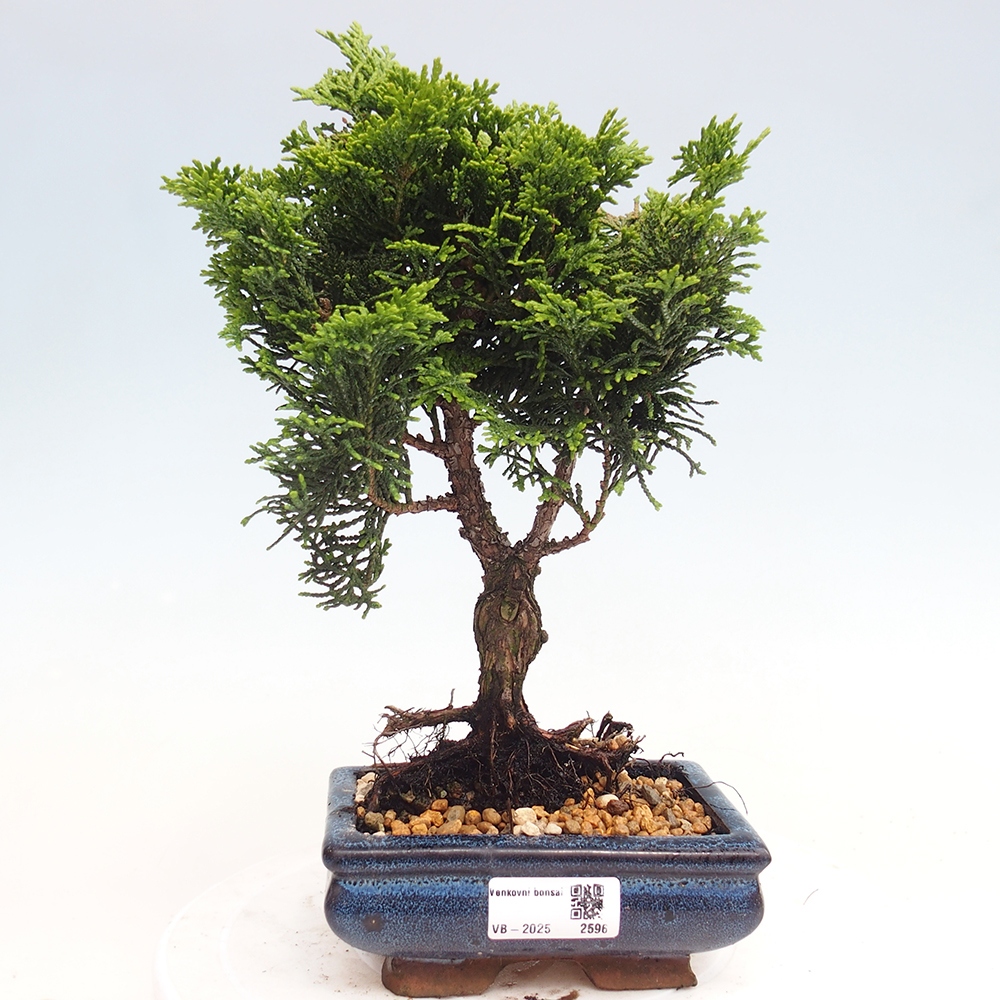Venkovní bonsai - Cham.pis obtusa Nana Gracilis - Cypřišek