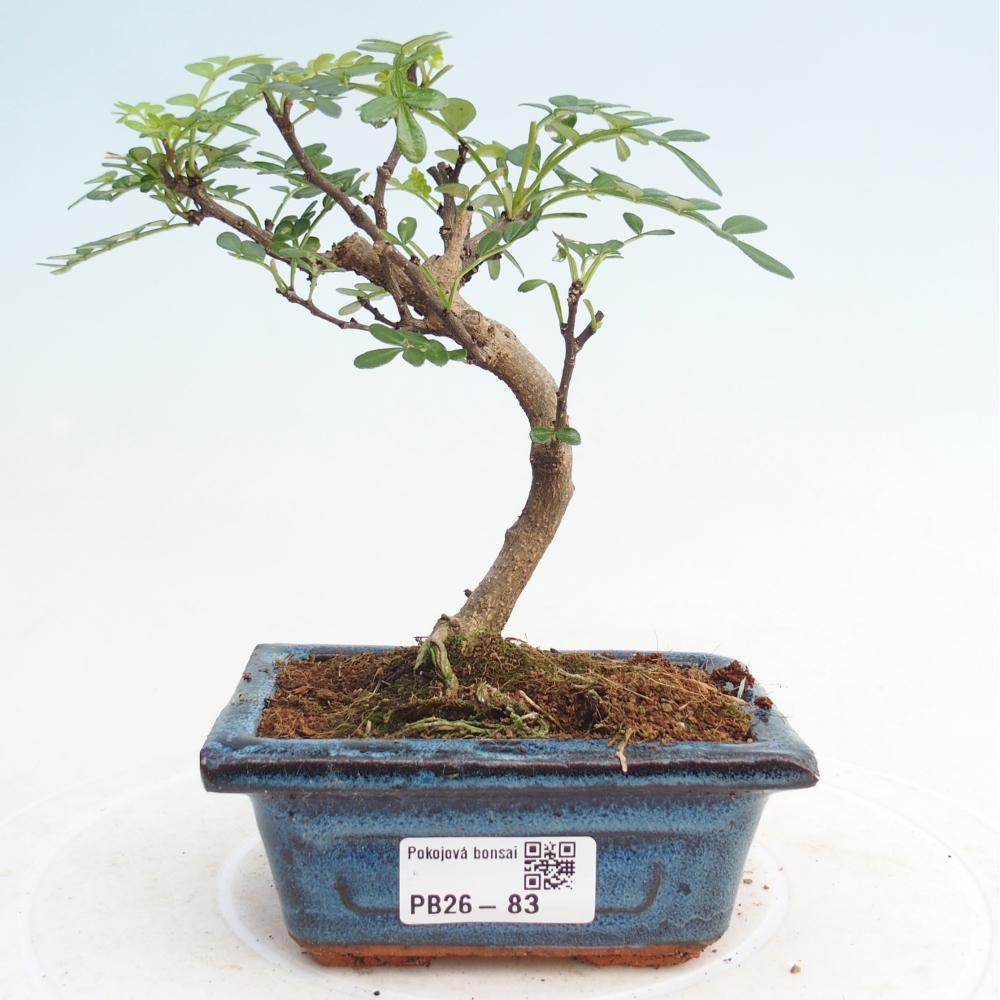Pokojová bonsai - Zantoxylum piperitum - pepřovník