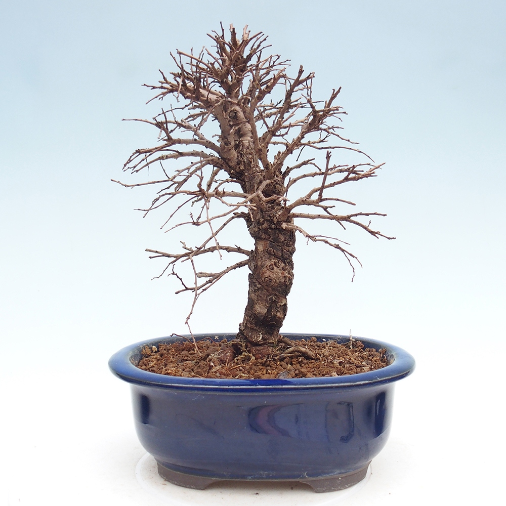Venkovní bonsai - Zelkova - Zelkova NIRE