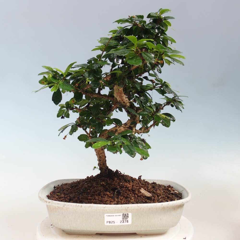 Pokojová bonsai - Carmona macrophylla - Čaj fuki
