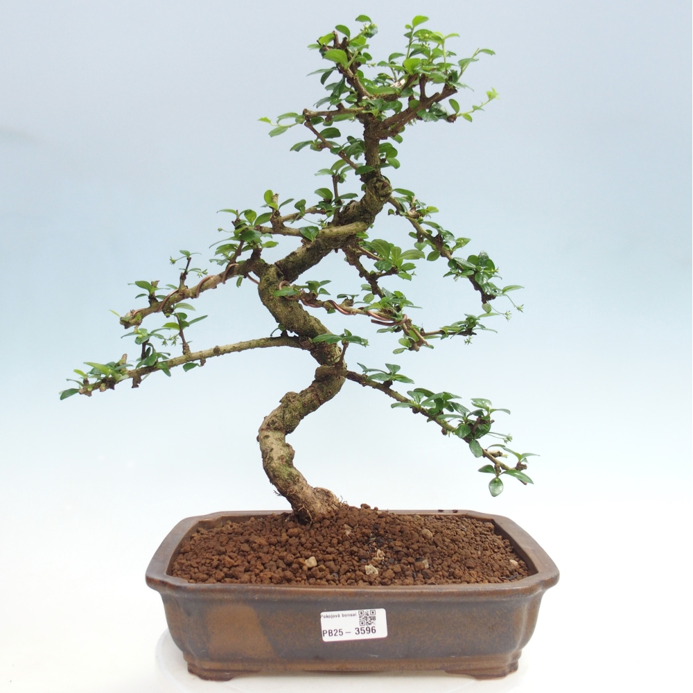 Pokojová bonsai - Carmona macrophylla - Čaj fuki