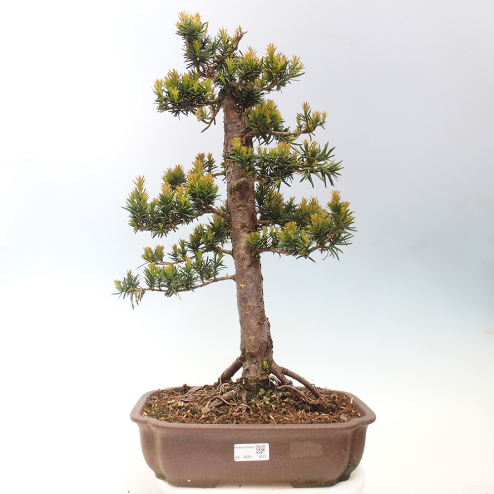 Venkovní bonsai - Taxus cuspidata  - Tis japonský