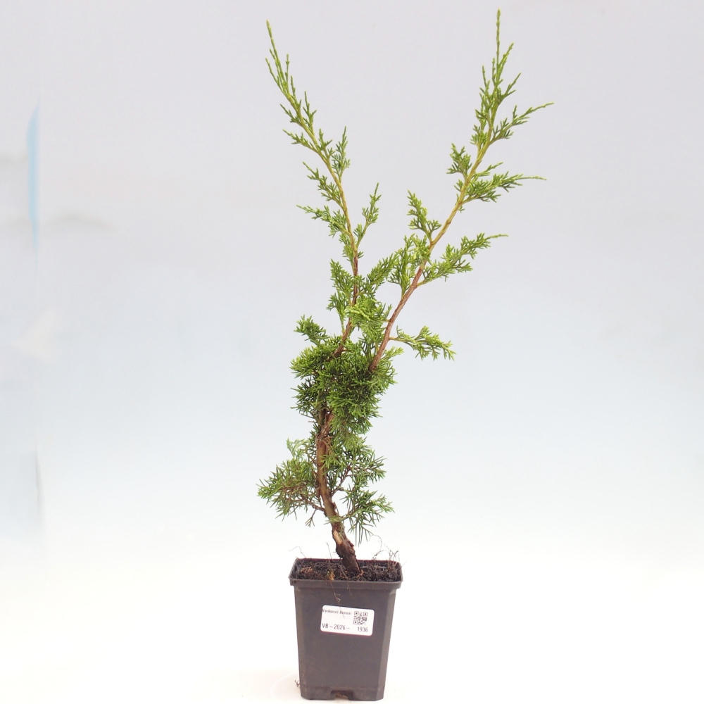 Venkovní bonsai - Juniperus chinensis Itoigawa -Jalovec čínský