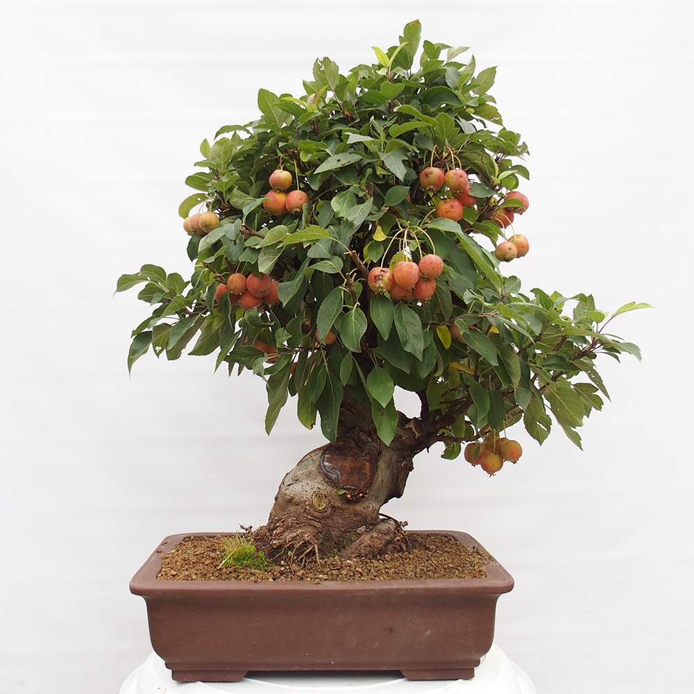 Venkovní bonsai -Malus halliana - Maloplodá jabloň