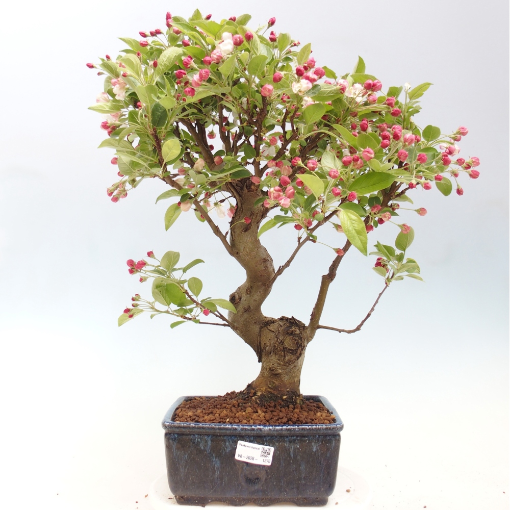 Venkovní bonsai -Malus halliana - Maloplodá jabloň
