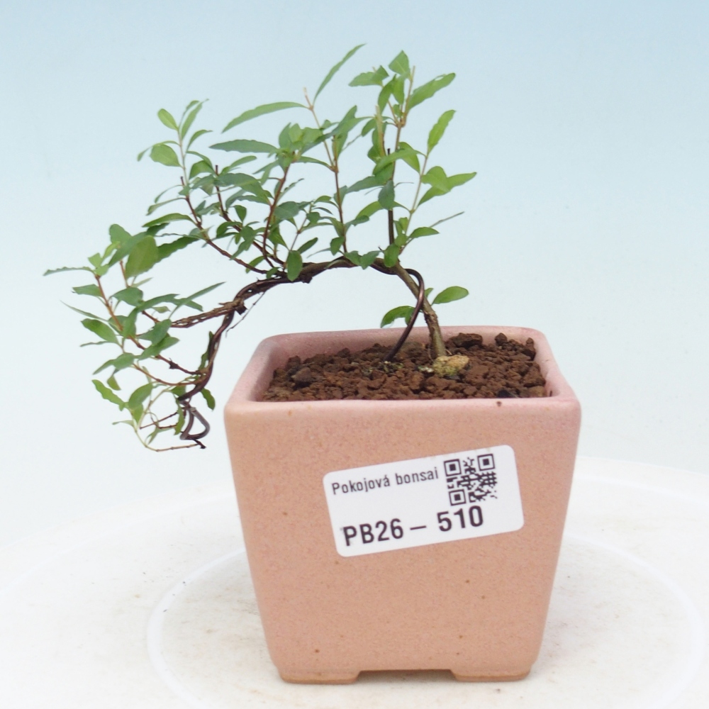 Pokojová bonsai-PUNICA granatum nana-Granátové jablko
