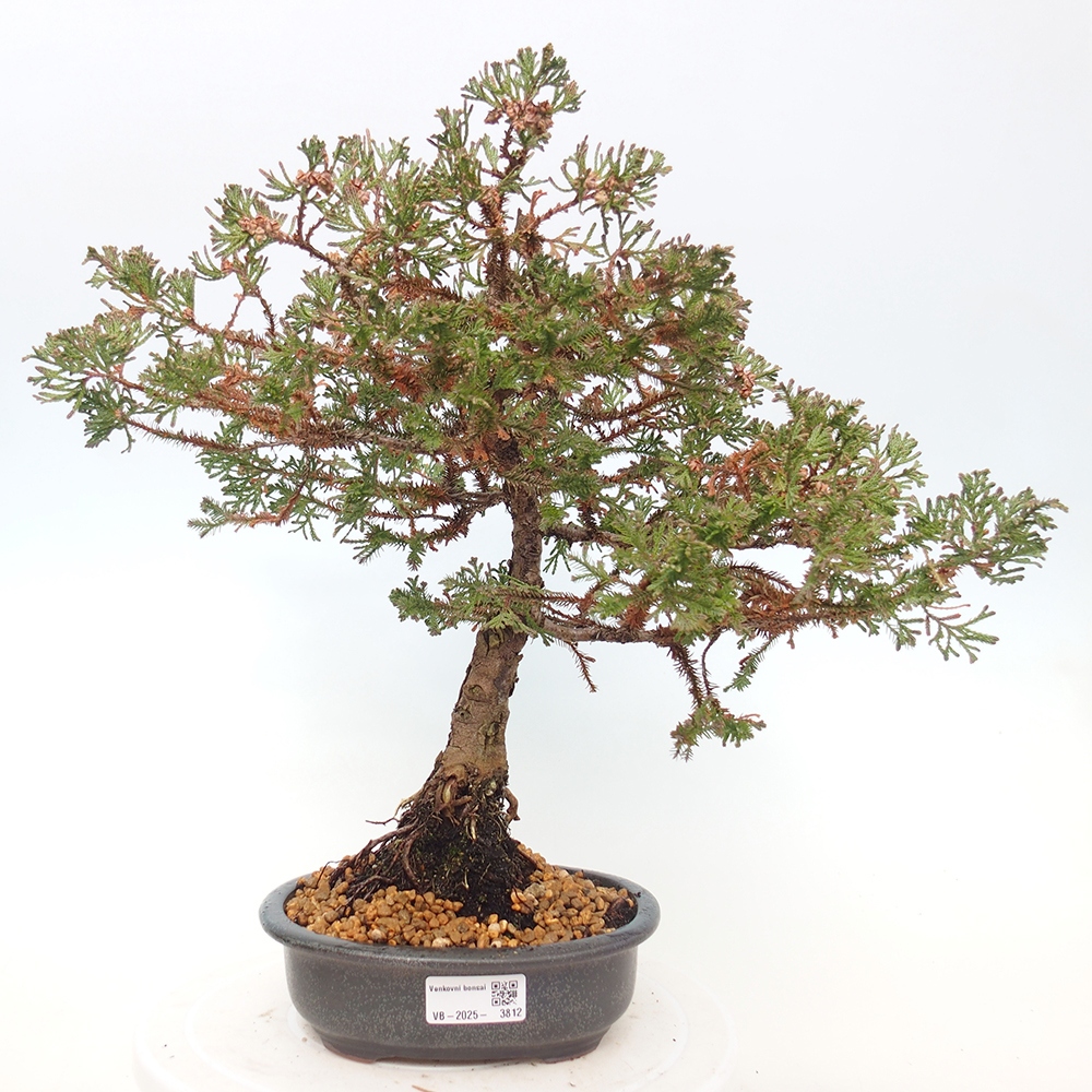 Venkovní bonsai - Chamaecyparis thyoides - Cypřišek zeravovitý