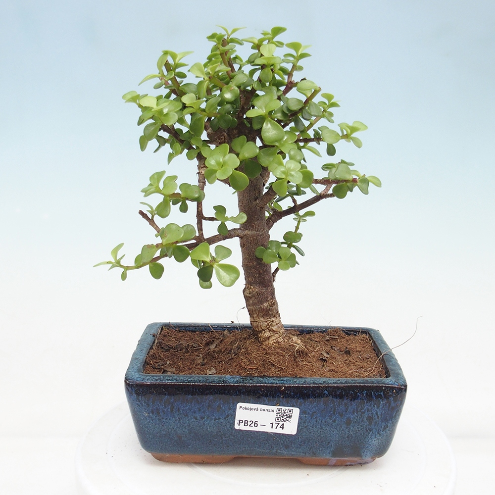Pokojová bonsai - Portulakaria Afra - Tlustice