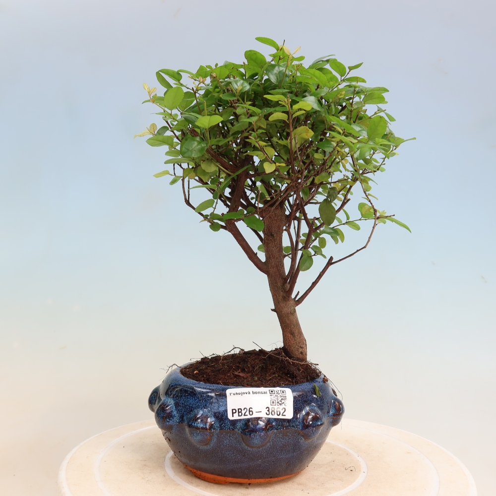 Pokojová bonsai - Sagerécie thea - Sagerécie thea