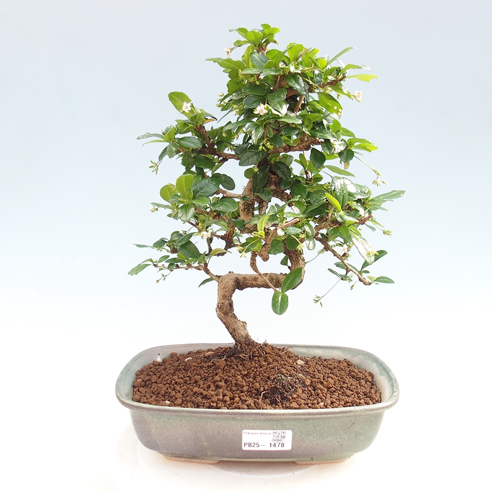 Pokojová bonsai - Carmona macrophylla - Čaj fuki
