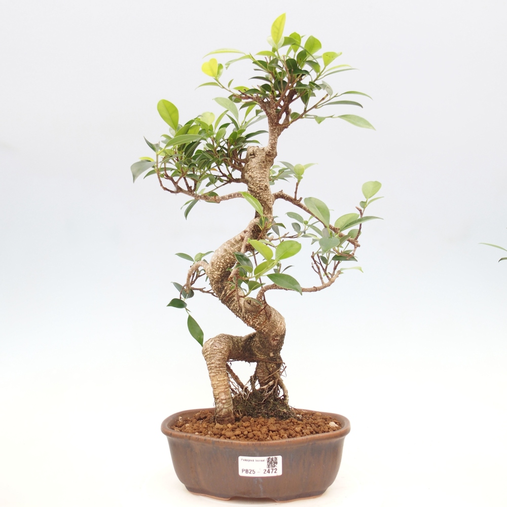 Pokojová bonsai - Ficus retusa -  malolistý fíkus