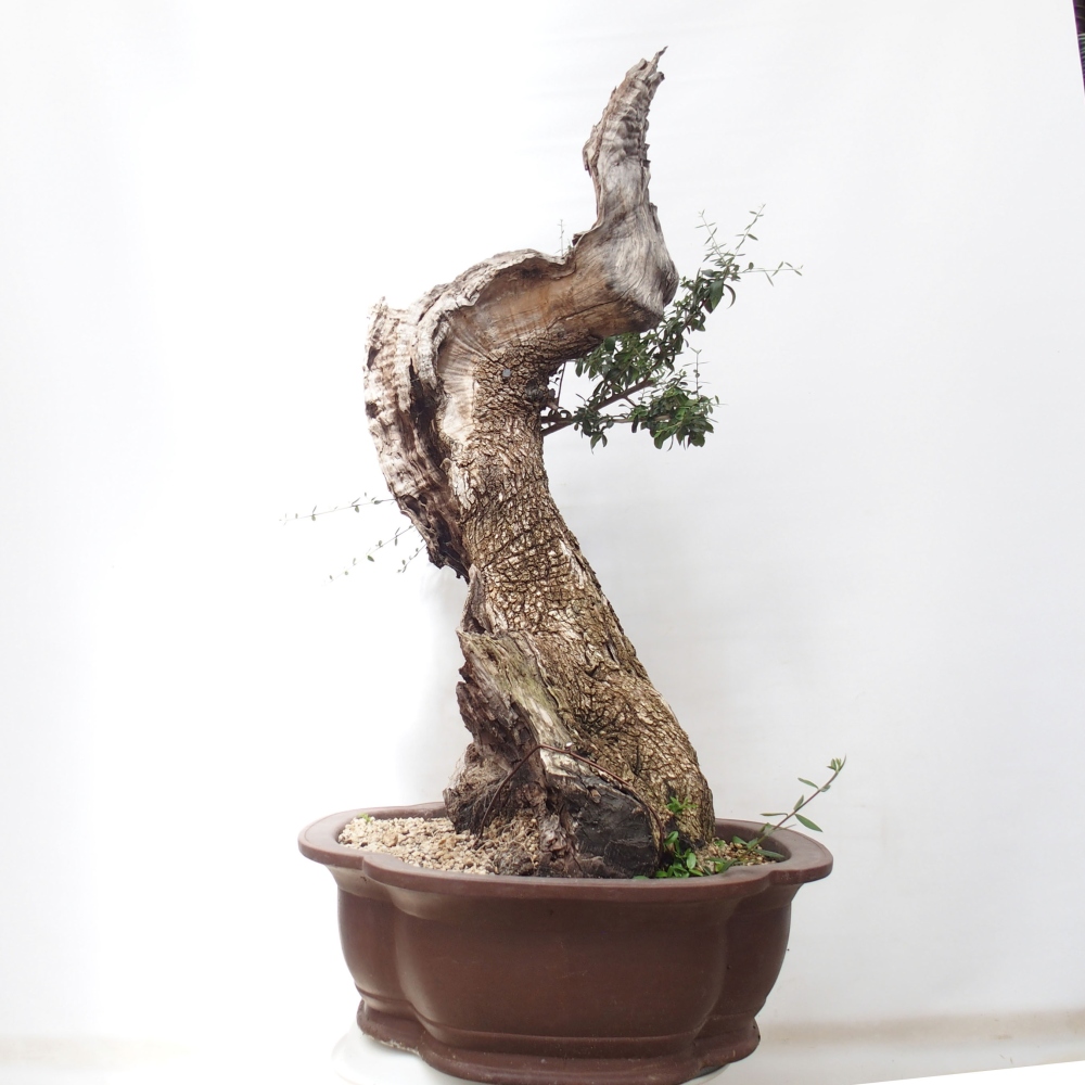 Pokojová bonsai - Olea europaea sylvestris -Oliva evropská drobnolistá