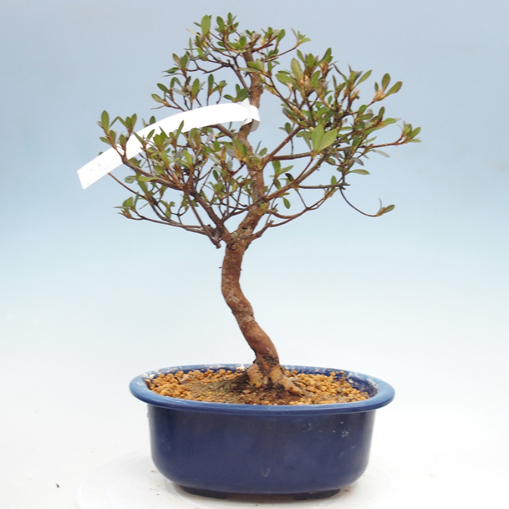 Venkovní bonsai - Japonská azalka - Azalea Mio