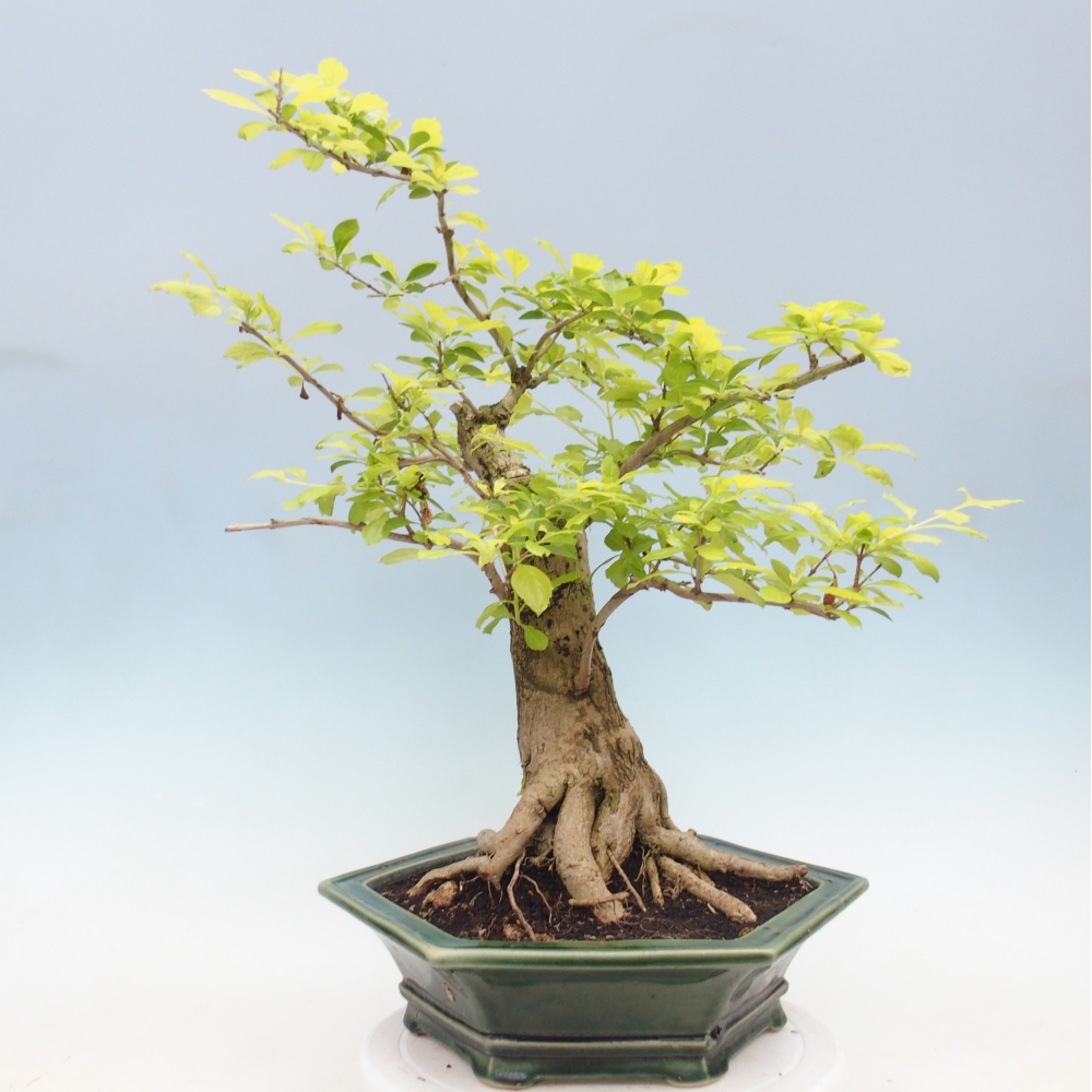 Pokojová bonsai - Duranta erecta Aurea