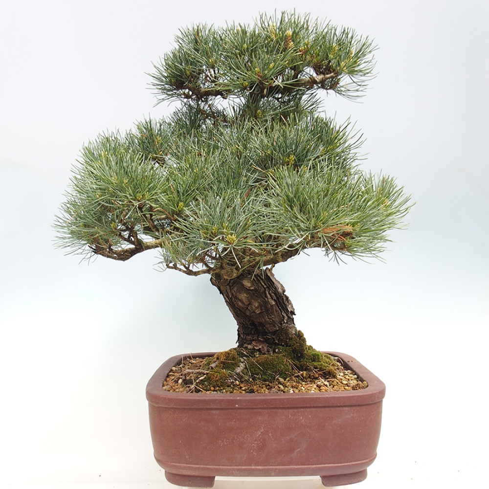 Venkovní bonsai - Pinus parviflora - Borovice drobnokvětá