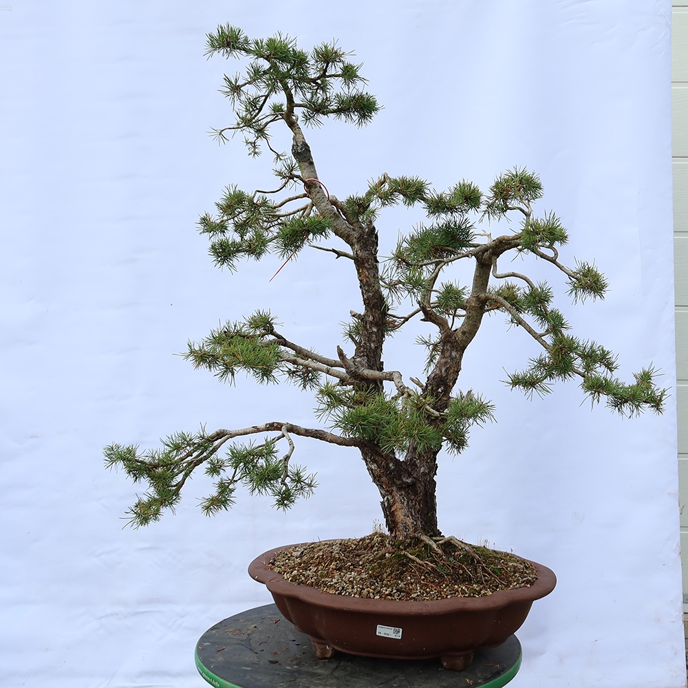 Pinus sylvestris Španělsko - borovice lesní
