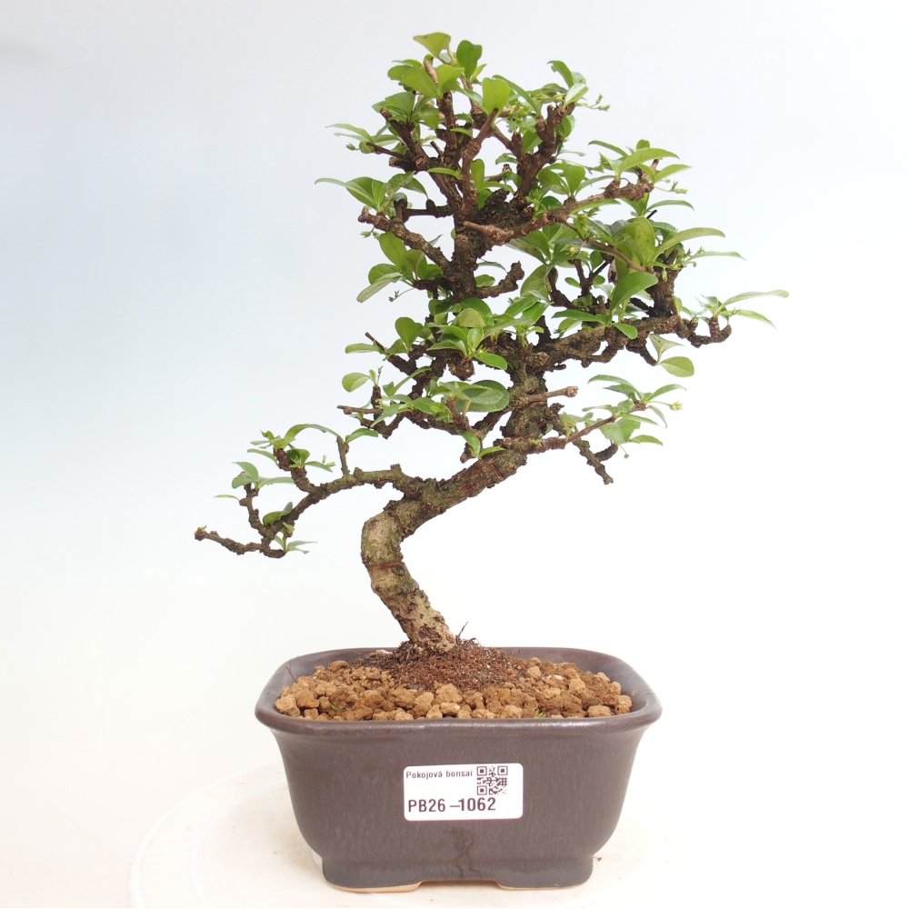 Pokojová bonsai - Carmona macrophylla - Čaj fuki