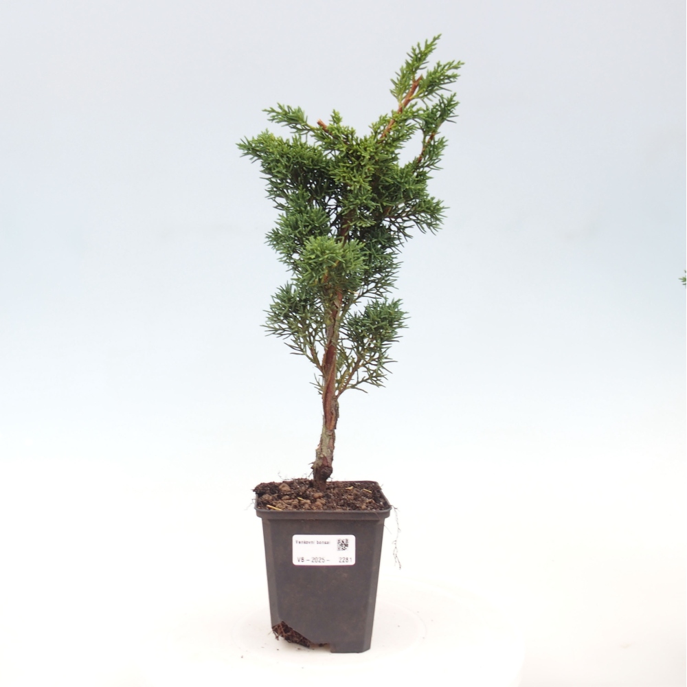 Venkovní bonsai - Juniperus chinensis Kishu -Jalovec čínský