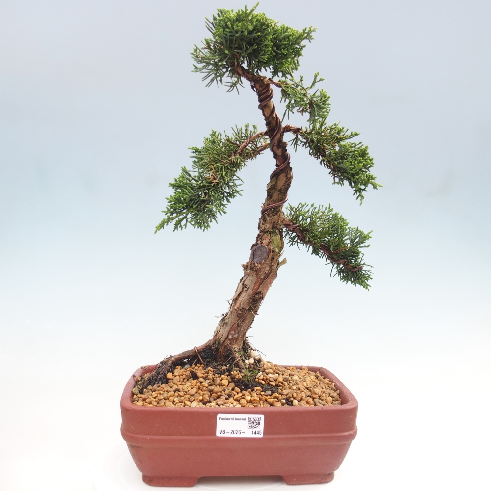 Venkovní bonsai - Juniperus chinensis Kishu -Jalovec čínský