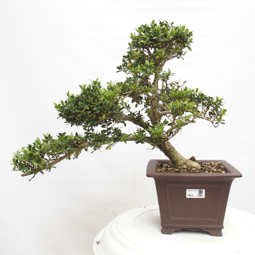 Pokojová bonsai - Ilex crenata - Cesmína