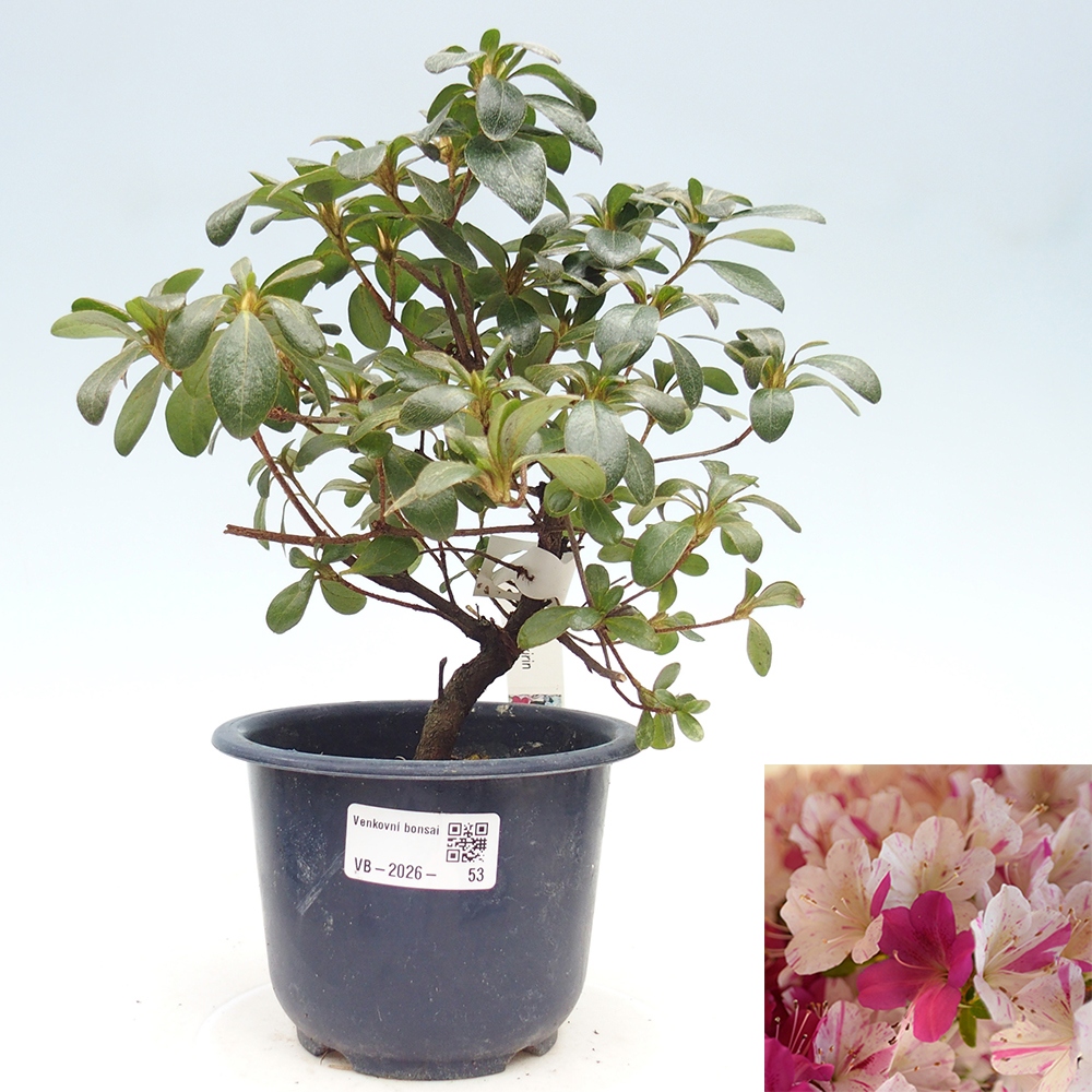Venkovní bonsai - Japonská azalka - Azalea Kaminoyamakirin
