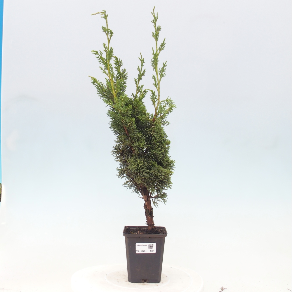 Venkovní bonsai - Juniperus chinensis Kishu -Jalovec čínský