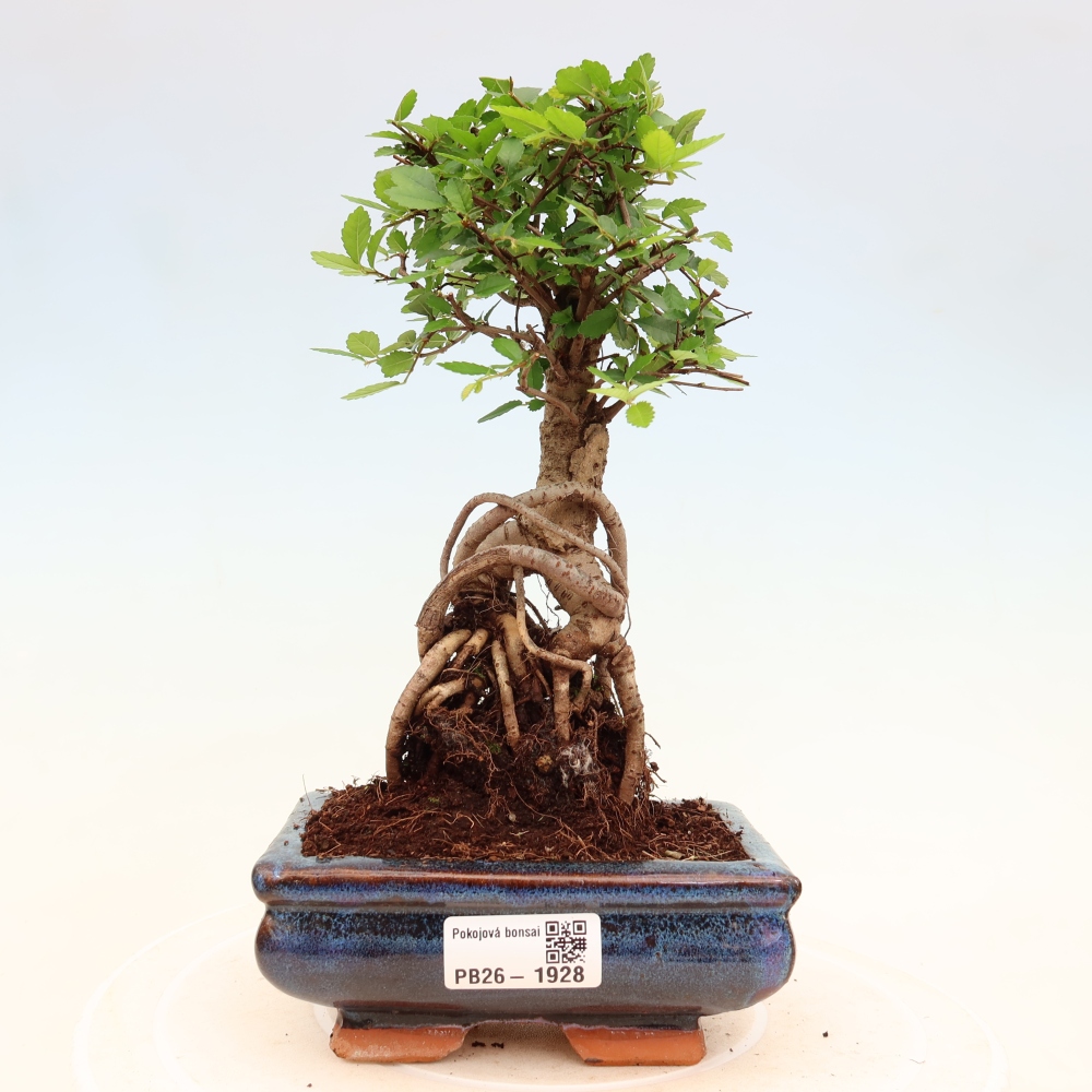 Pokojová bonsai - Ulmus parvifolia - Malolistý jilm