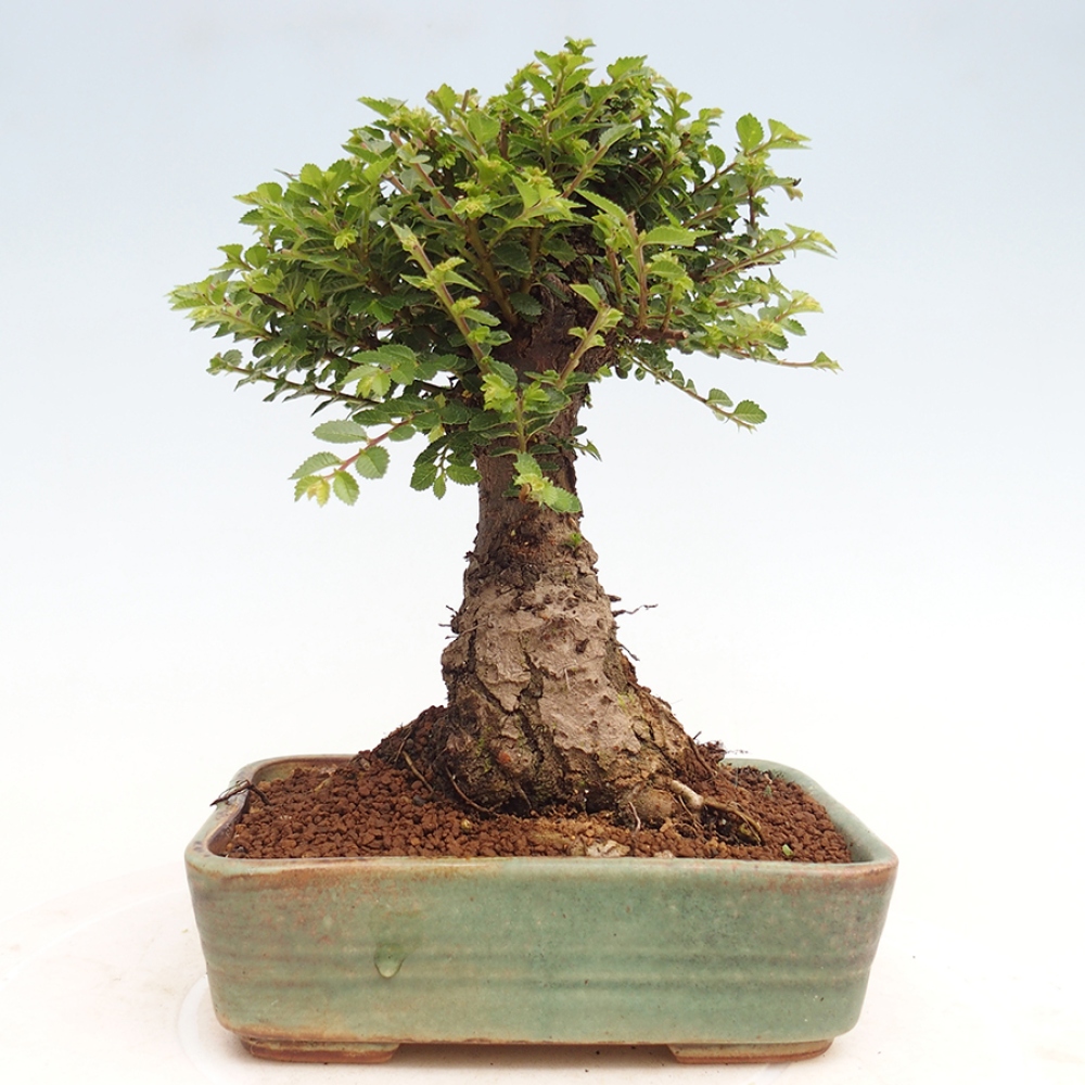 Venkovní bonsai - Ulmus parvifolia Hokkaido - jilm Činski