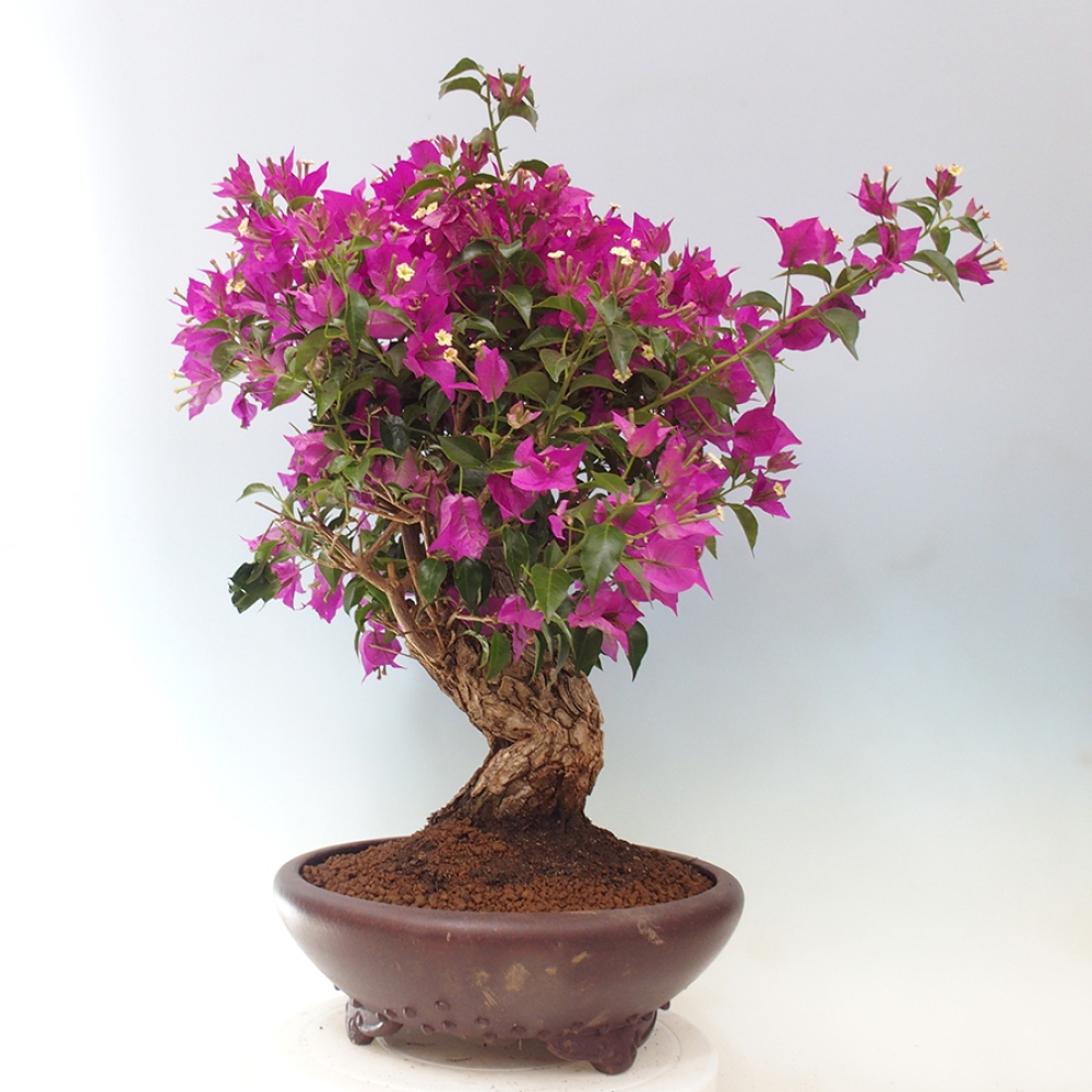 Pokojová bonsai - Bouganwilea