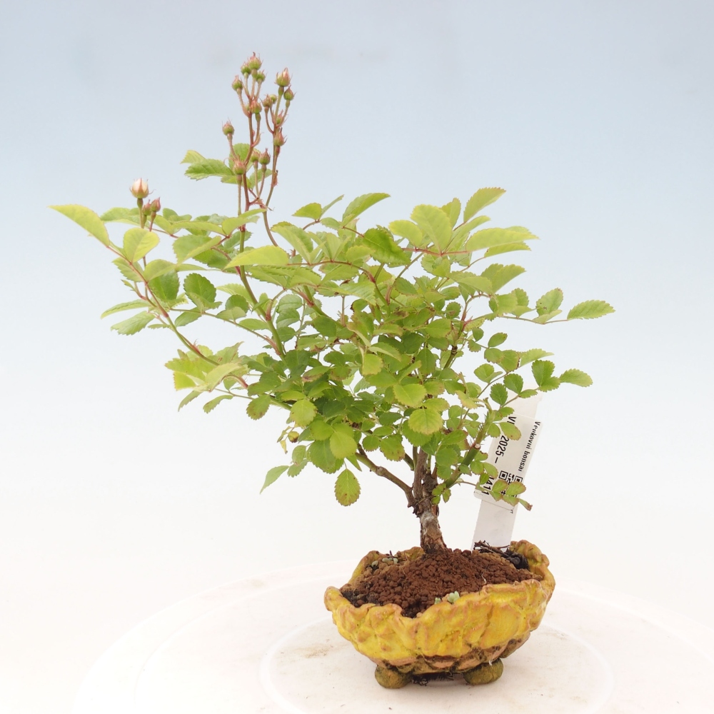 Venkovní bonsai - Rosa sp. - malokvětá růže
