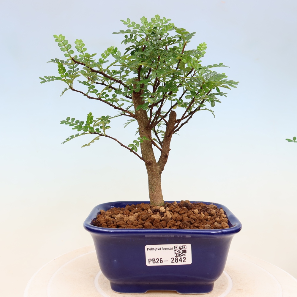Pokojová bonsai - Zantoxylum piperitum - Pepřovník