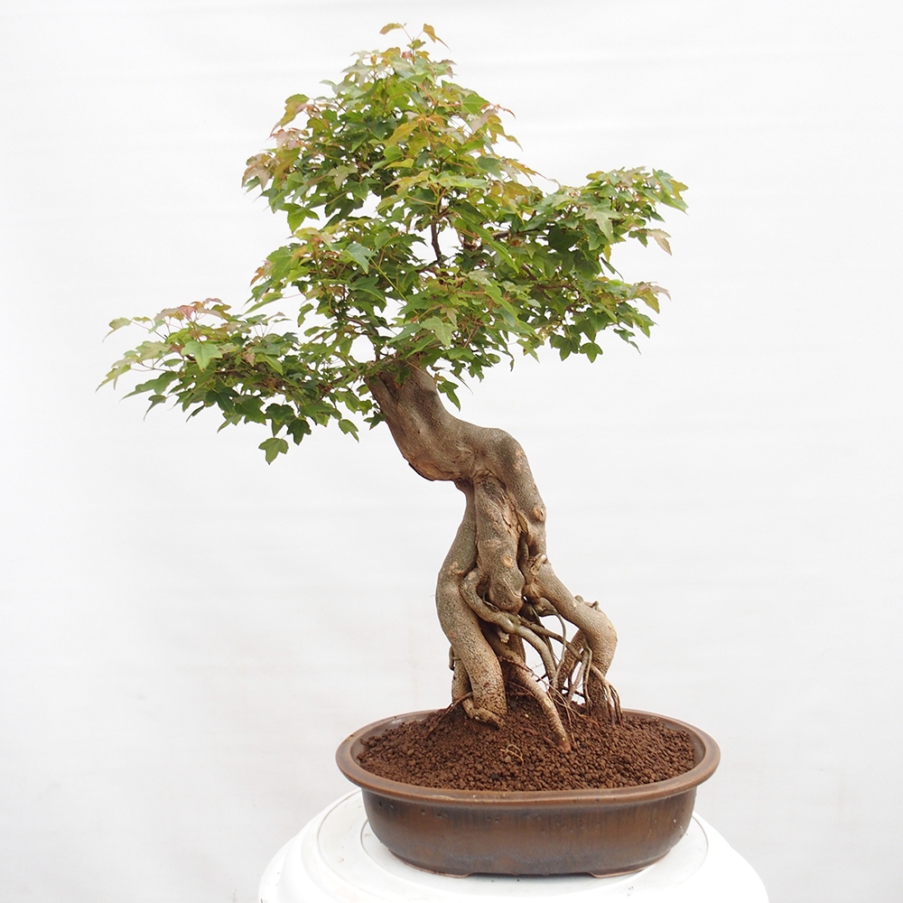 Venkovní bonsai - Acer Buergerianum - Javor Burgerův