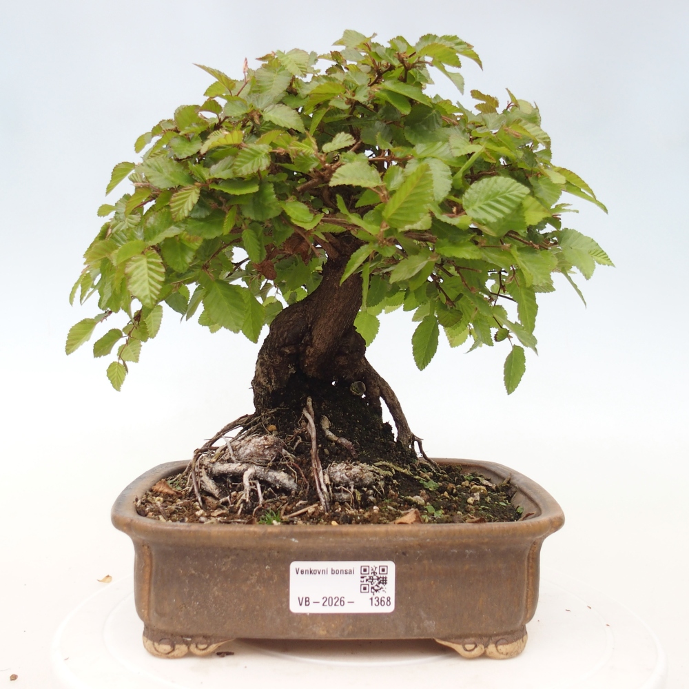Venkovní bonsai -Carpinus CARPINOIDES - Habr korejský