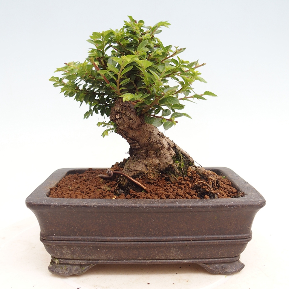 Venkovní bonsai - Ulmus parvifolia Hokkaido - jilm Činski