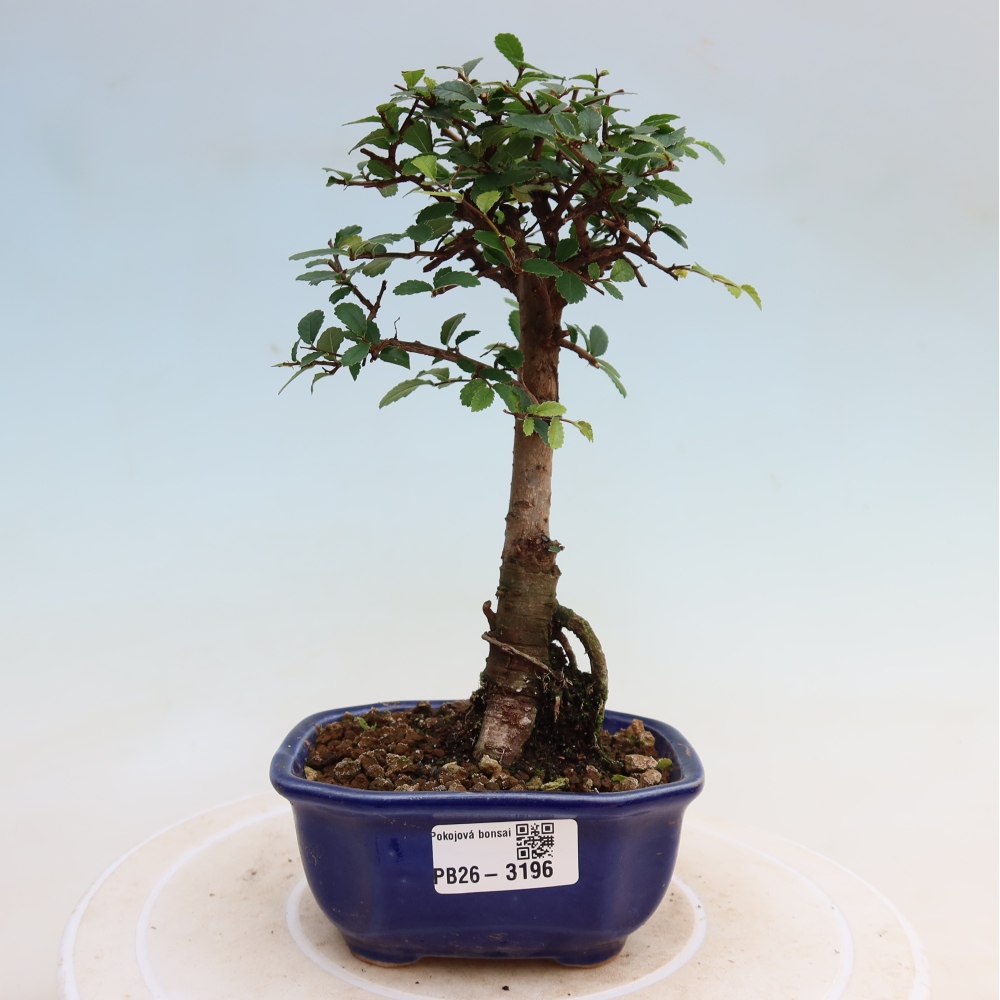 Pokojová bonsai - Ulmus parvifolia - Malolistý jilm