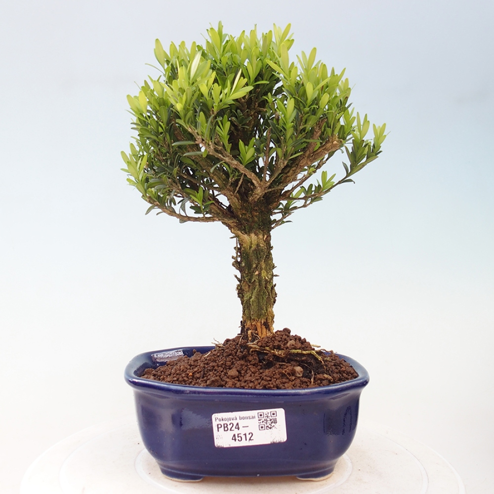 Pokojová bonsai - Buxus harlandii - korkový buxus