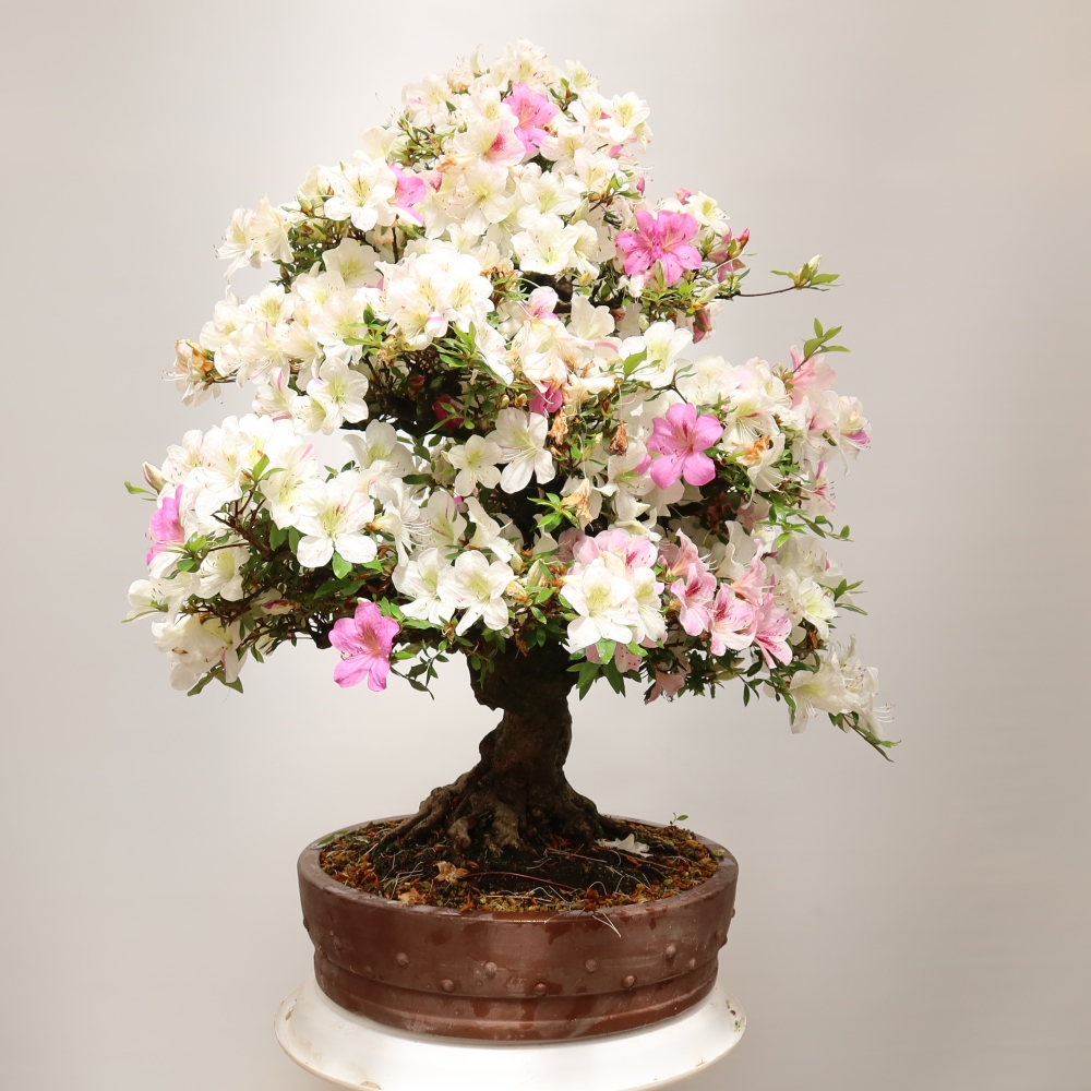 Venkovní bonsai - Japonská azalka - Azalea Kotobokietsu