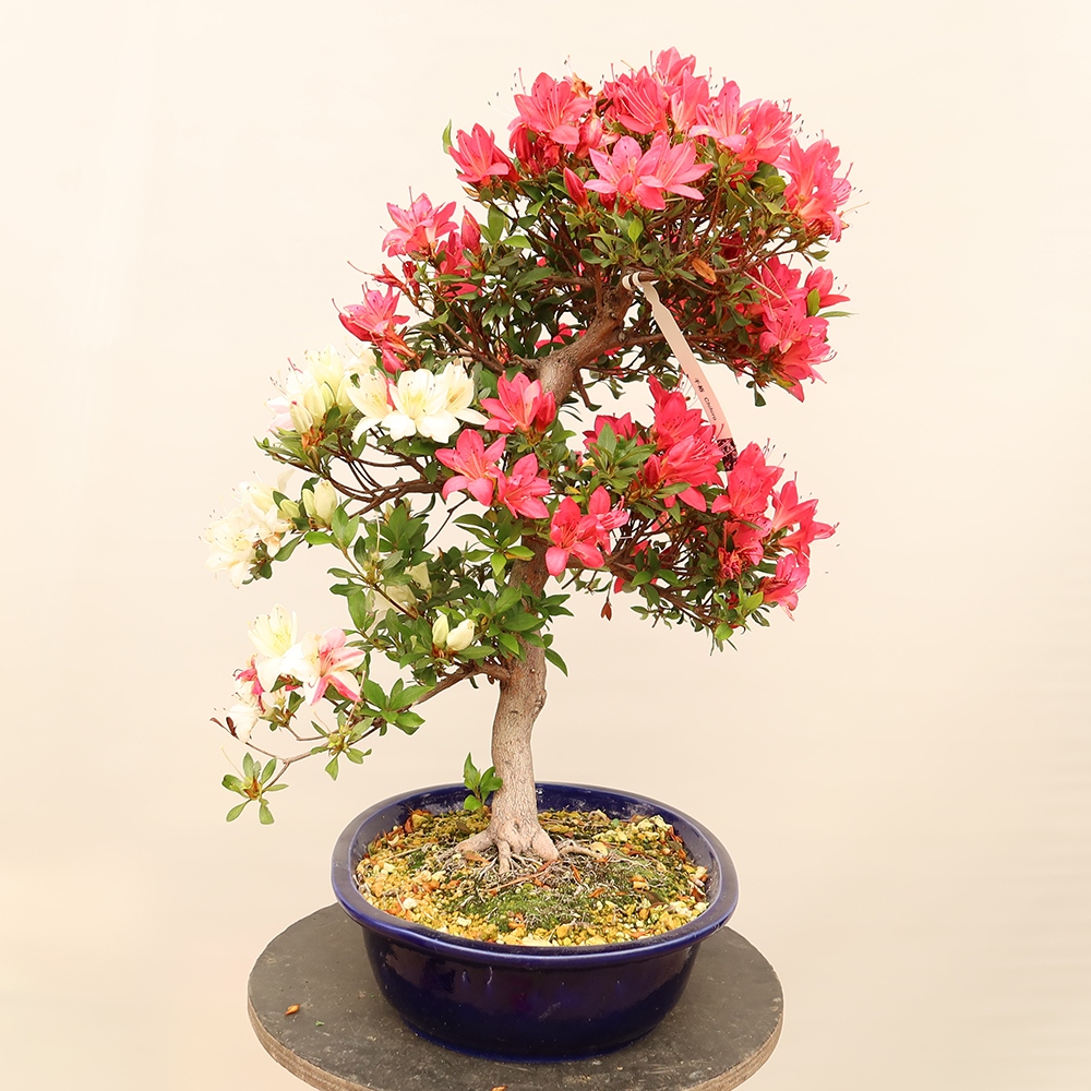 Venkovní bonsai - Japonská azalka - Azalea Chihiro