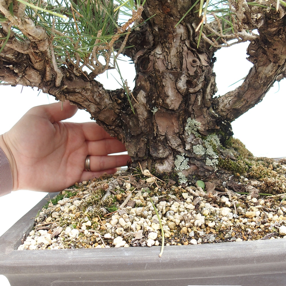 Venkovní bonsai - Pinus thunbergii - Borovice thunbergova