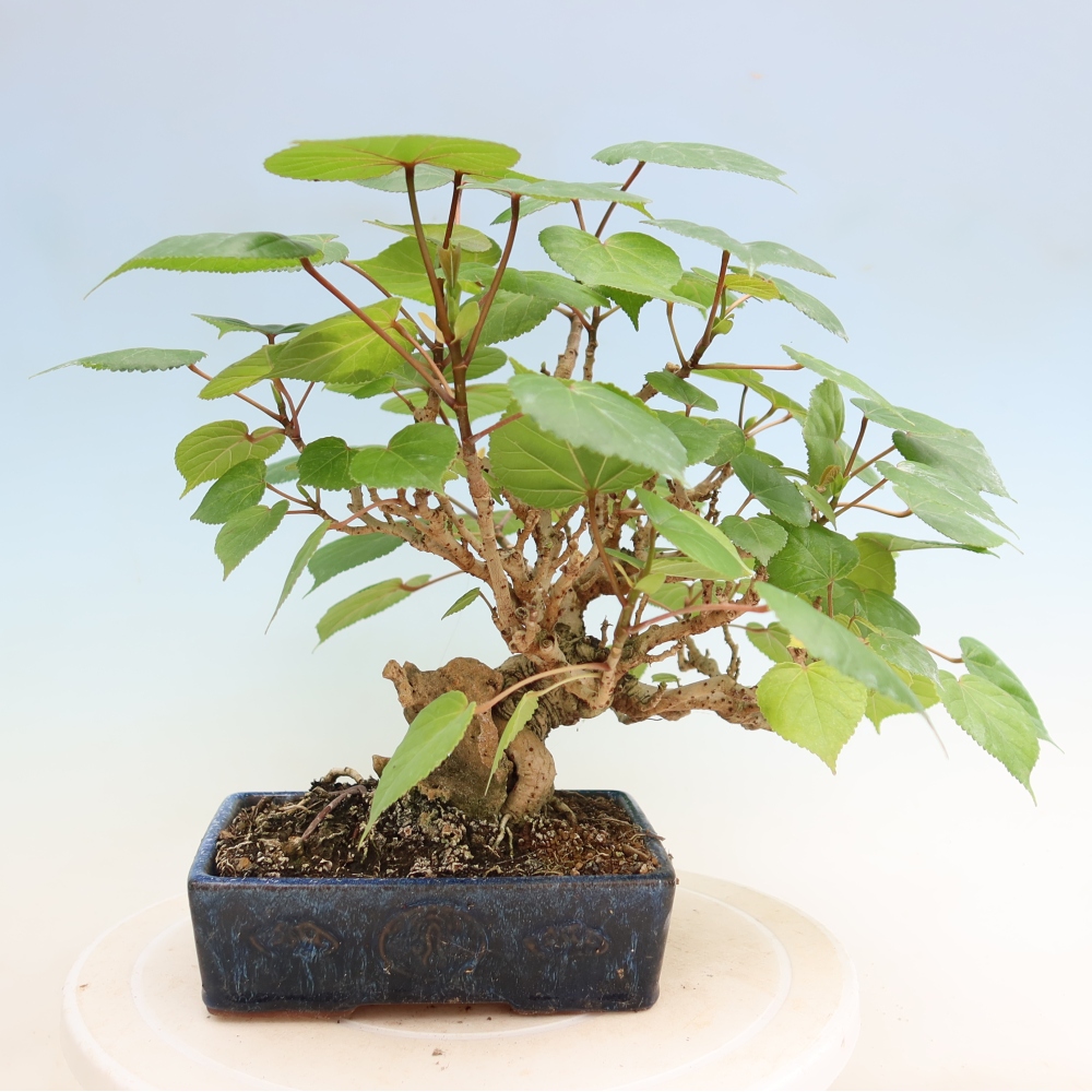 Pokojová bonsai - Hibiscus tiliaceus - Ibišek lípovitý, morský