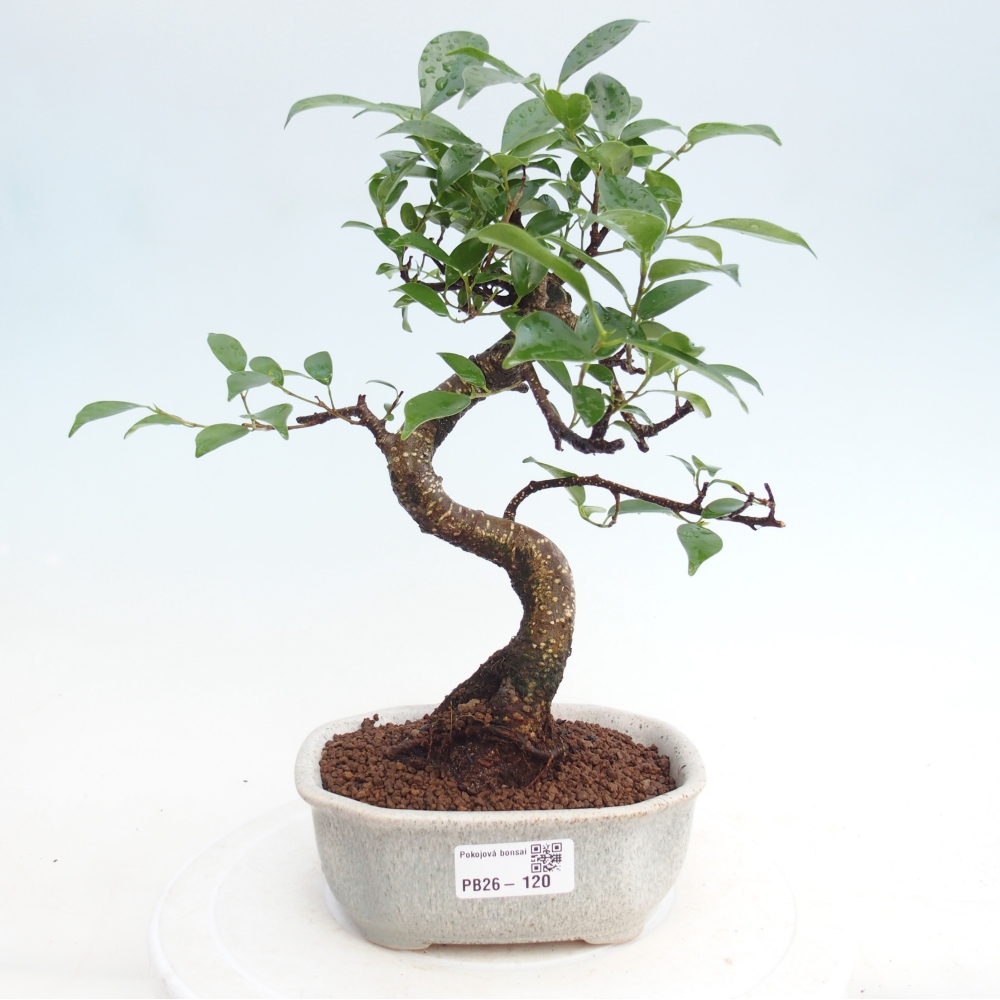 Pokojová bonsai - Ficus retusa -  malolistý fíkus