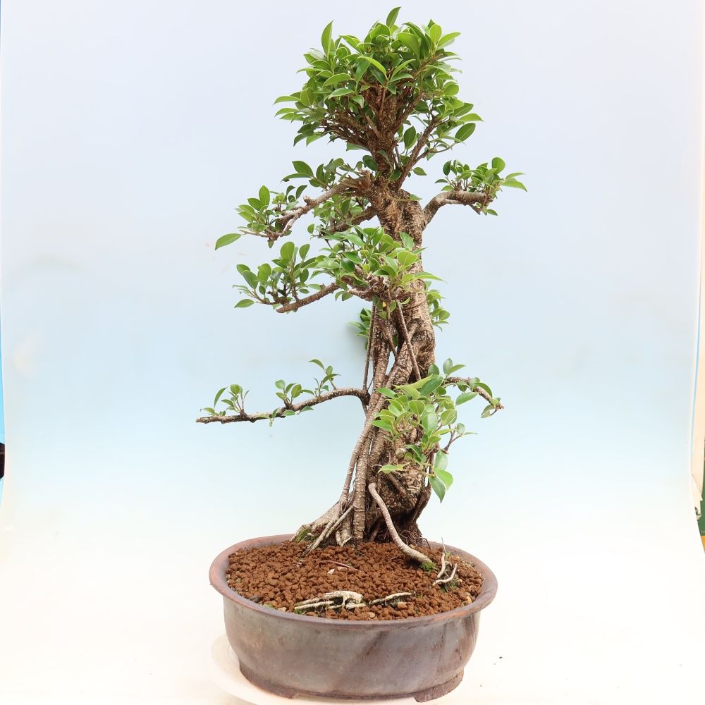 Pokojová bonsai - Ficus kimmen -  malolistý fíkus