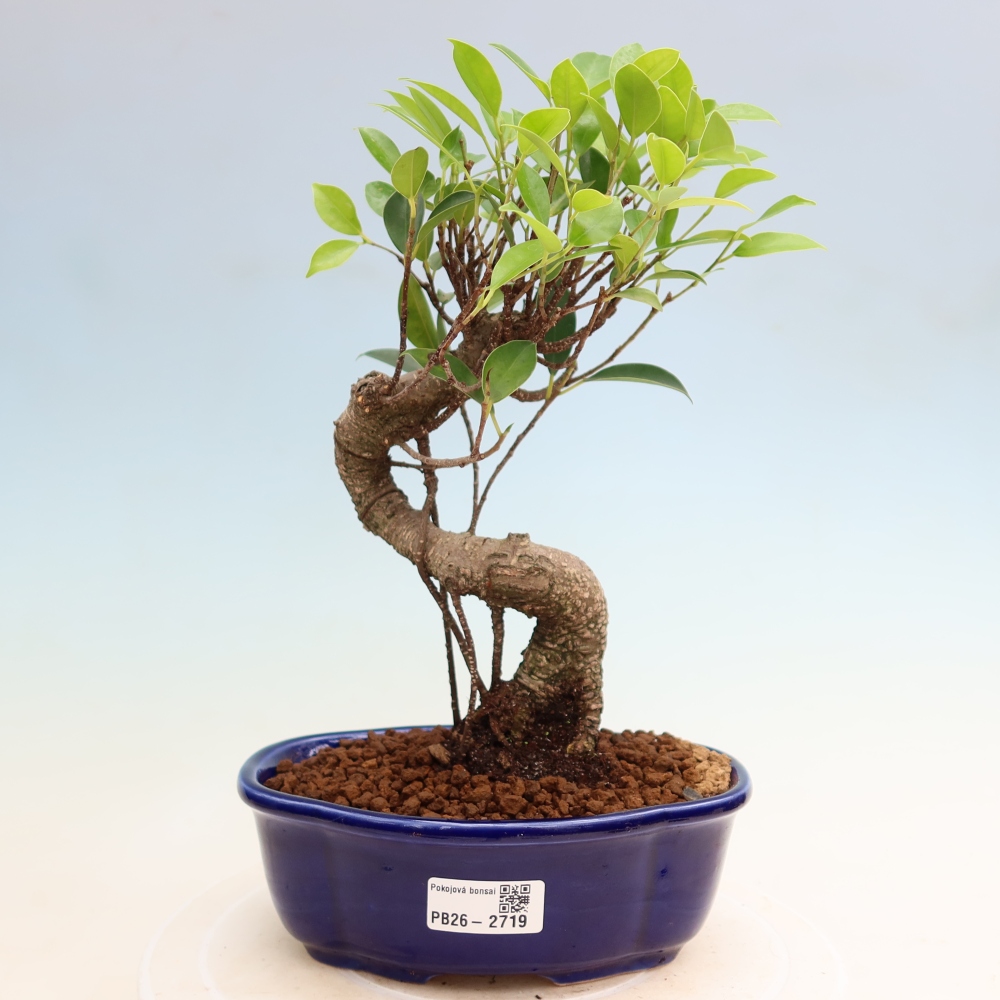 Pokojová bonsai - Ficus kimmen -  malolistý fíkus