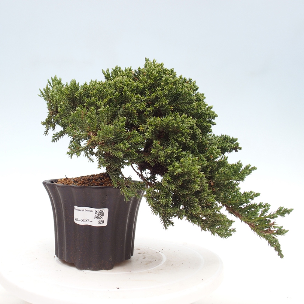 Venkovní bonsai - Juniperus procumbens - Jalovec polehavý