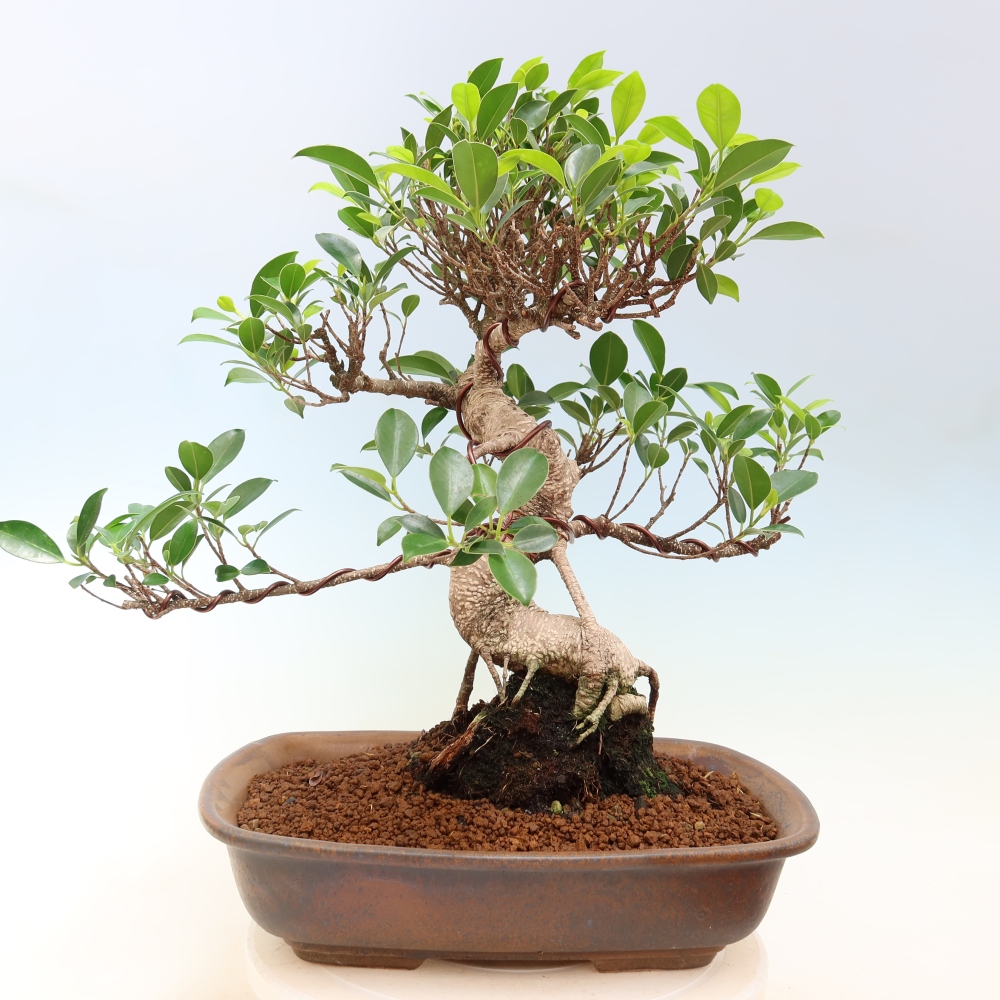 Pokojová bonsai - Ficus kimmen -  malolistý fíkus