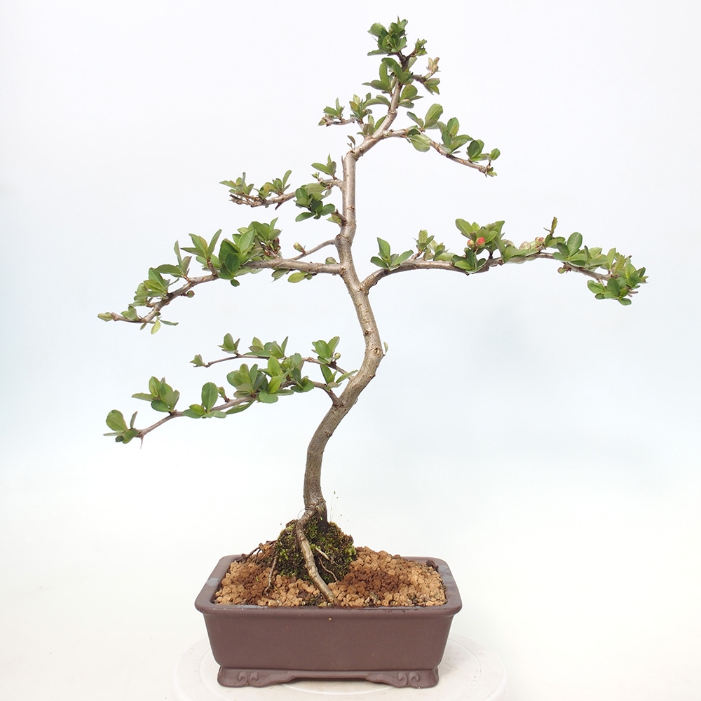 Venkovní bonsai - Chaneomeles sup. Nicoline - kdoulovec
